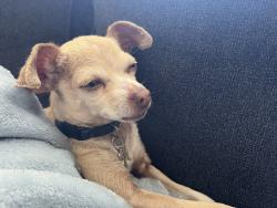 Lost Female Dog last seen cardinal Avenue, Lodi, CA 95240