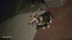 Found/Stray Male Dog last seen Baytown , Baytown, TX 77521