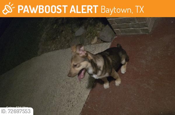 Found/Stray Male Dog last seen Baytown , Baytown, TX 77521