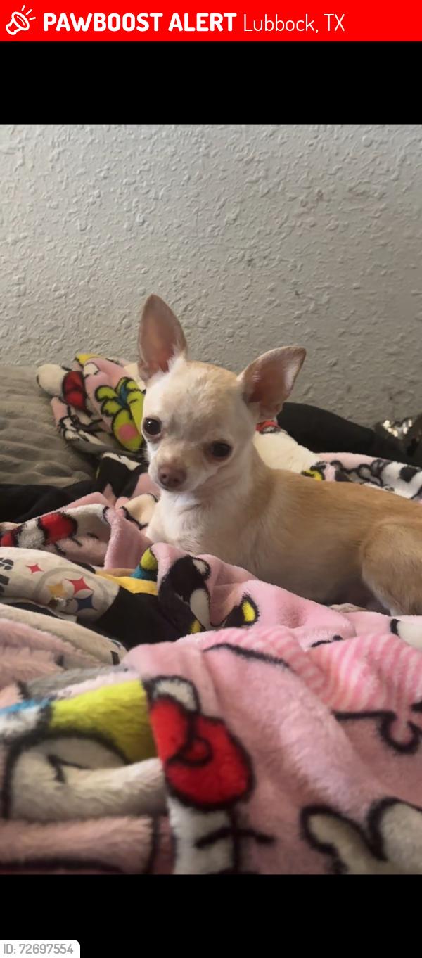 Lost Female Dog last seen 36th University Ave, Ave w, Ave V near Brown elementary school , Lubbock, TX 79412