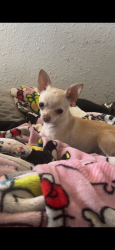 Lost Female Dog last seen 36th University Ave, Ave w, Ave V near Brown elementary school , Lubbock, TX 79412