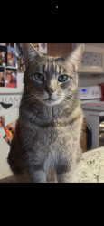 Lost Male Cat last seen Lee Park High Rise , Wilkes-Barre, PA 18706