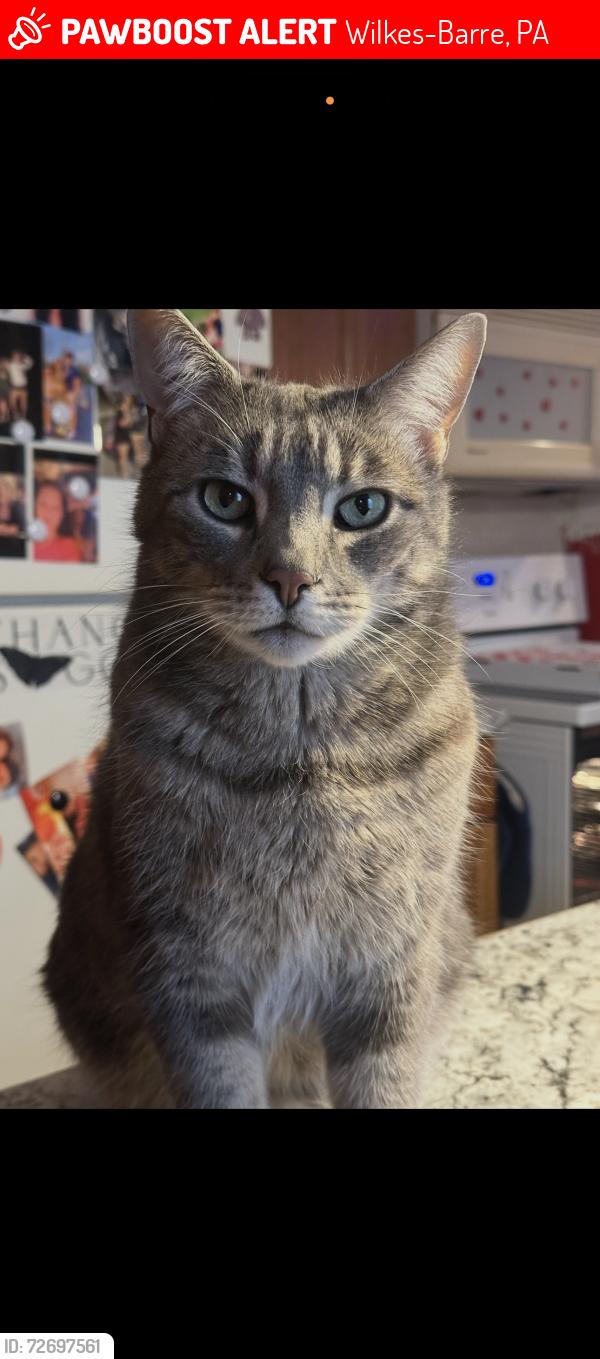 Lost Male Cat last seen Lee Park High Rise , Wilkes-Barre, PA 18706