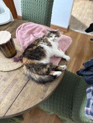 Lost Female Cat last seen Sunbury, square , Sunbury, OH 43074