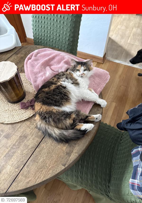 Lost Female Cat last seen Sunbury, square , Sunbury, OH 43074