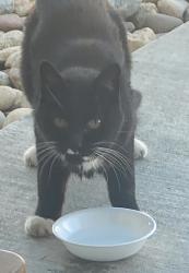 Found/Stray Unknown Cat last seen Simms and Belleview , Dakota Ridge, CO 80127
