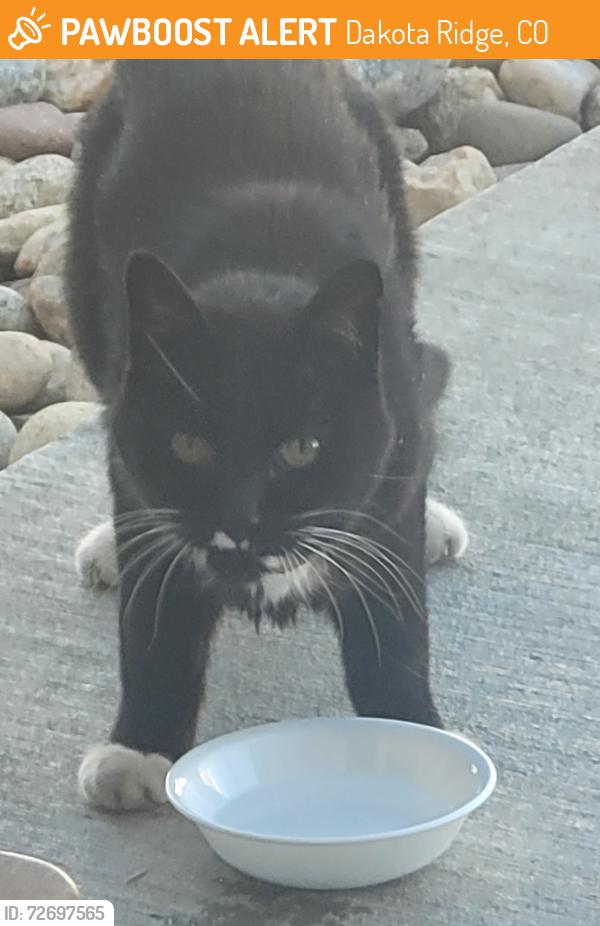 Found/Stray Unknown Cat last seen Simms and Belleview , Dakota Ridge, CO 80127