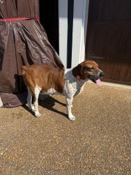 Found/Stray Male Dog last seen Palmer road Lebanon tn 37099, Lebanon, TN 37090