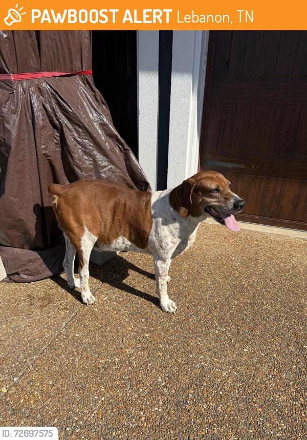 Found/Stray Male Dog last seen Palmer road Lebanon tn 37099, Lebanon, TN 37090