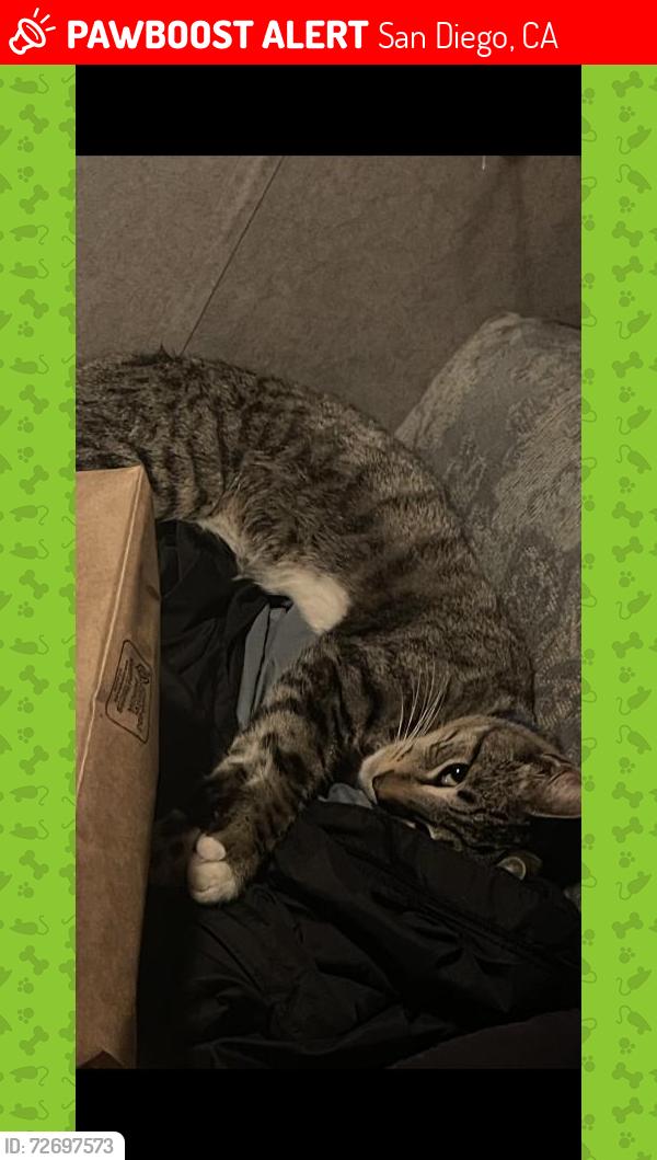 Lost Male Cat last seen Near Skyline park, San Diego, CA 92114