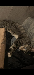 Lost Male Cat last seen Near Skyline park, San Diego, CA 92114