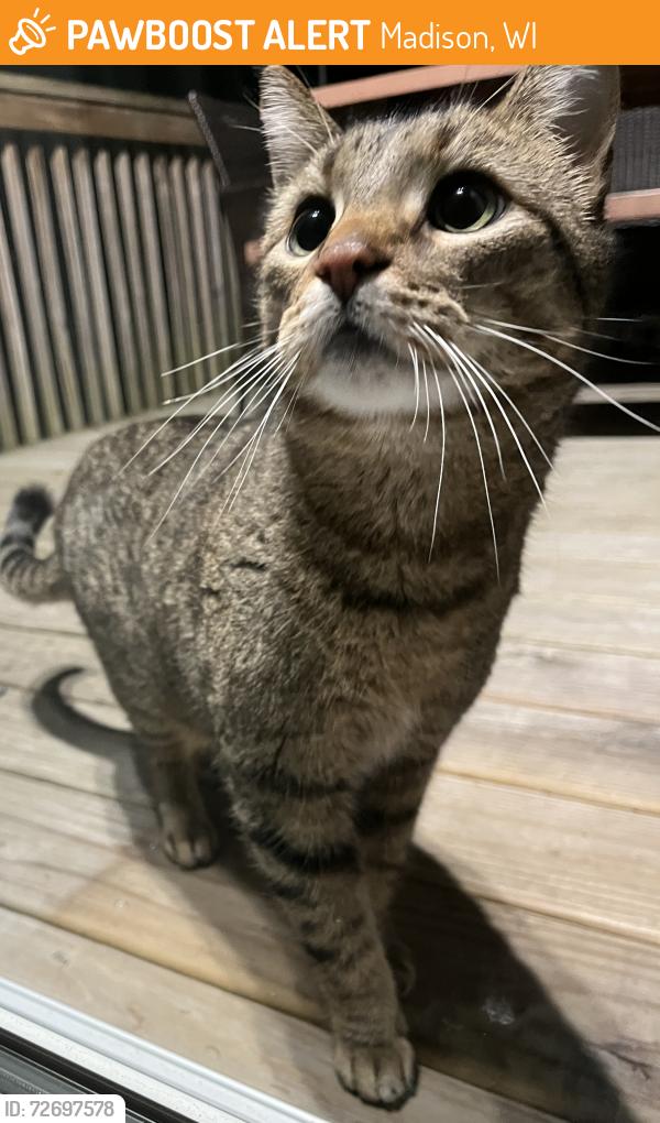Found/Stray Unknown Cat last seen n rock rd and regent , Madison, WI 53705