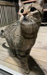 Found/Stray Unknown Cat last seen n rock rd and regent , Madison, WI 53705