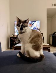 Lost Female Cat last seen Lost in “The Terrace” Apts near in between dockweiler, Valle de oro and sierra hwy, Santa Clarita, CA 91321