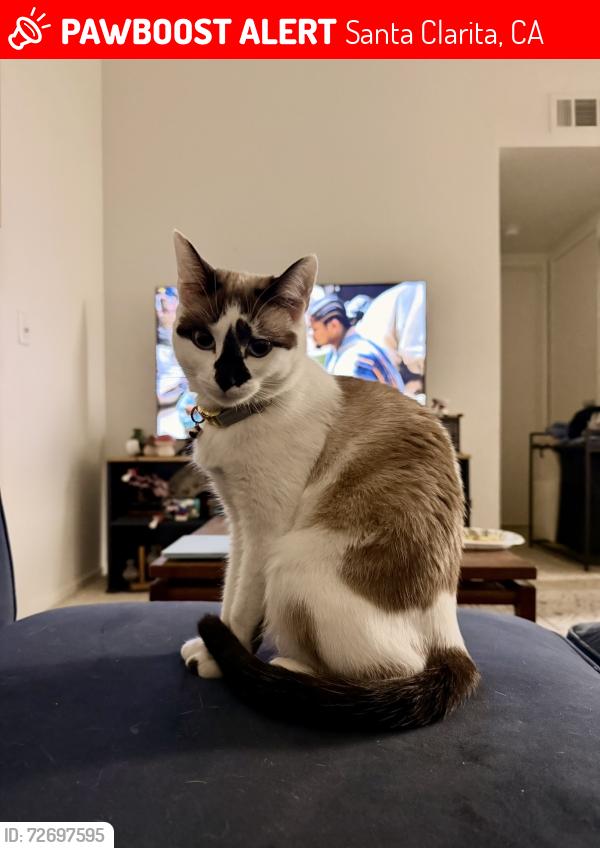 Lost Female Cat last seen Lost in “The Terrace” Apts near in between dockweiler, Valle de oro and sierra hwy, Santa Clarita, CA 91321