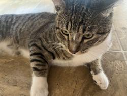 Lost Male Cat last seen Stillmore apmts, Santa Clarita, CA 91351