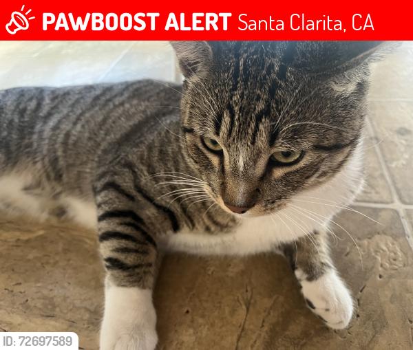 Lost Male Cat last seen Stillmore apmts, Santa Clarita, CA 91351