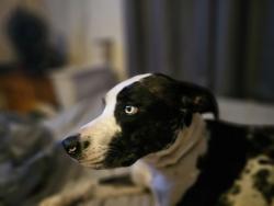 Lost Female Dog last seen Lebanon Station , Inglis, FL 34449