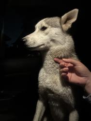 Found/Stray Unknown Dog last seen Lark Ellen and Maplegrove / La Puente , La Puente, CA 91744