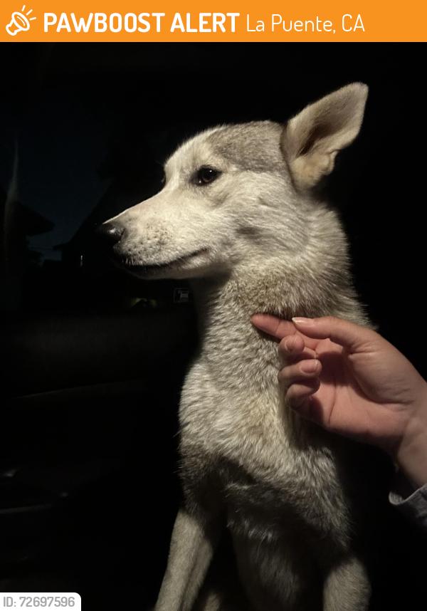 Found/Stray Unknown Dog last seen Lark Ellen and Maplegrove / La Puente , La Puente, CA 91744