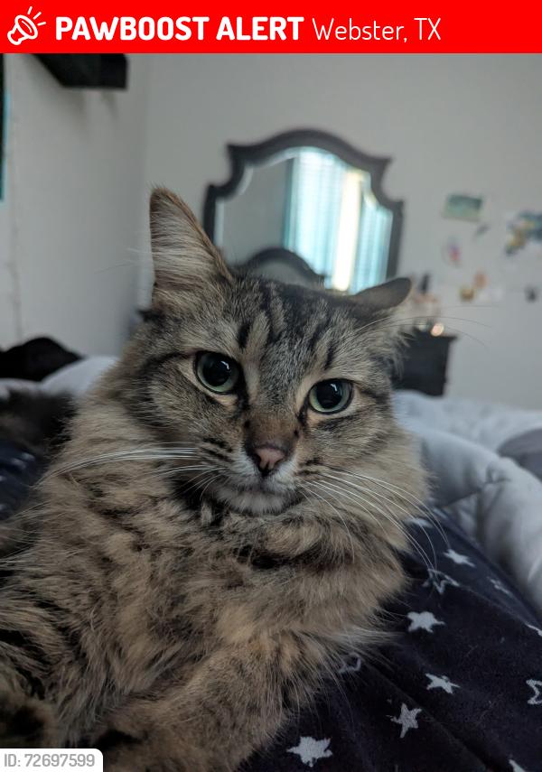 Lost Male Cat last seen Water St and Livermore st , Webster, TX 77598