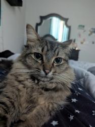 Lost Male Cat last seen Water St and Livermore st , Webster, TX 77598