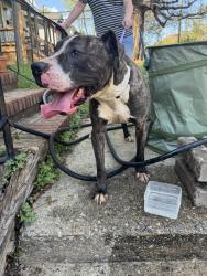 Found/Stray Male Dog last seen Quarry St., Raleigh, NC 27601