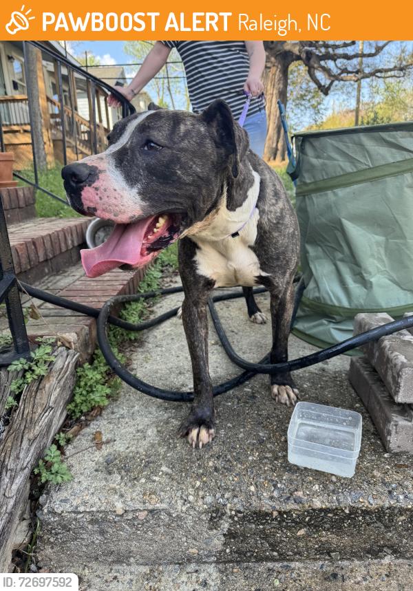 Found/Stray Male Dog last seen Quarry St., Raleigh, NC 27601