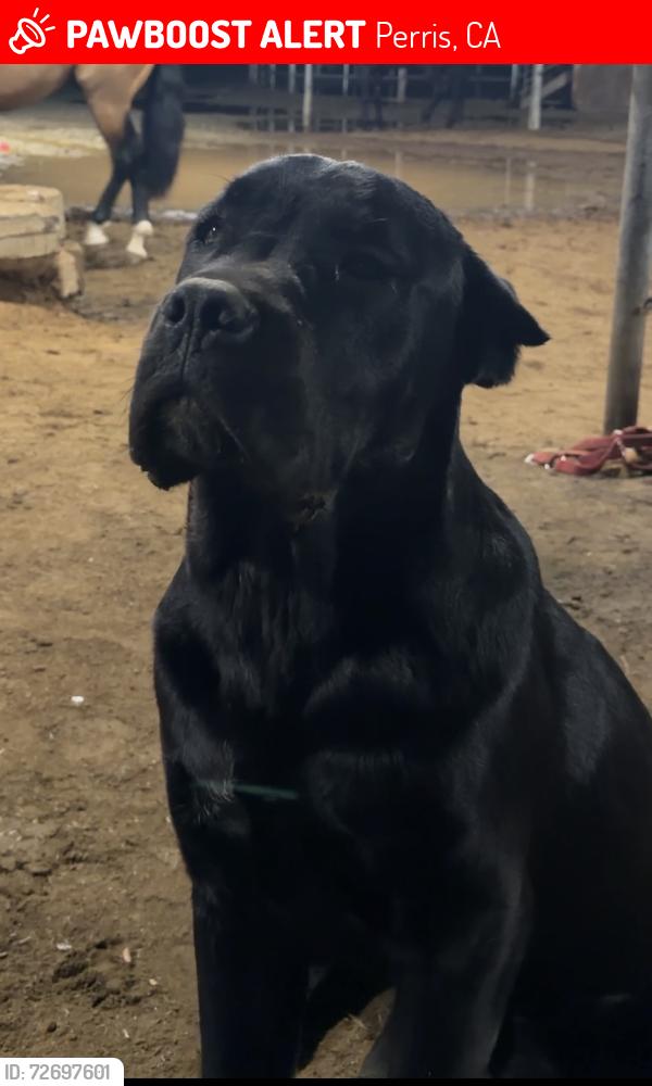 Lost Male Dog last seen sophie st, perris, good hope, Perris, CA 92570