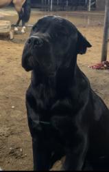 Lost Male Dog last seen sophie st, perris, good hope, Perris, CA 92570