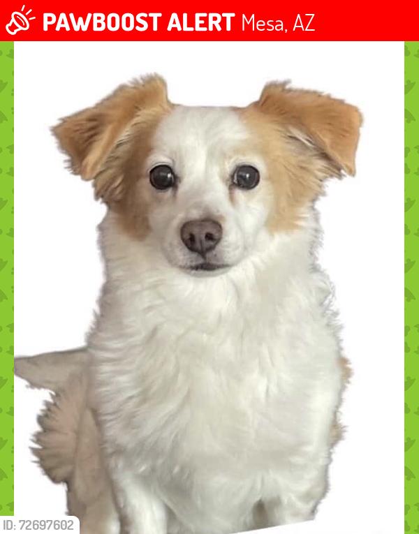 Lost Male Dog last seen Near S Mayfair, Mesa, Az, Mesa, AZ 85204