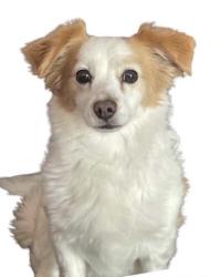 Lost Male Dog last seen Near S Mayfair, Mesa, Az, Mesa, AZ 85204