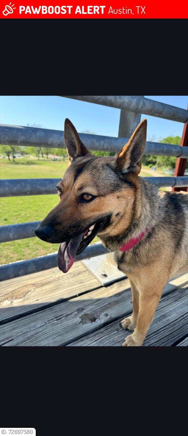 Lost Female Dog last seen Howard Ln, Austin, TX 78727