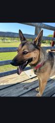Lost Female Dog last seen Howard Ln, Austin, TX 78727