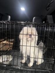 Found/Stray Male Dog last seen Mason rd, Katy, TX 77449