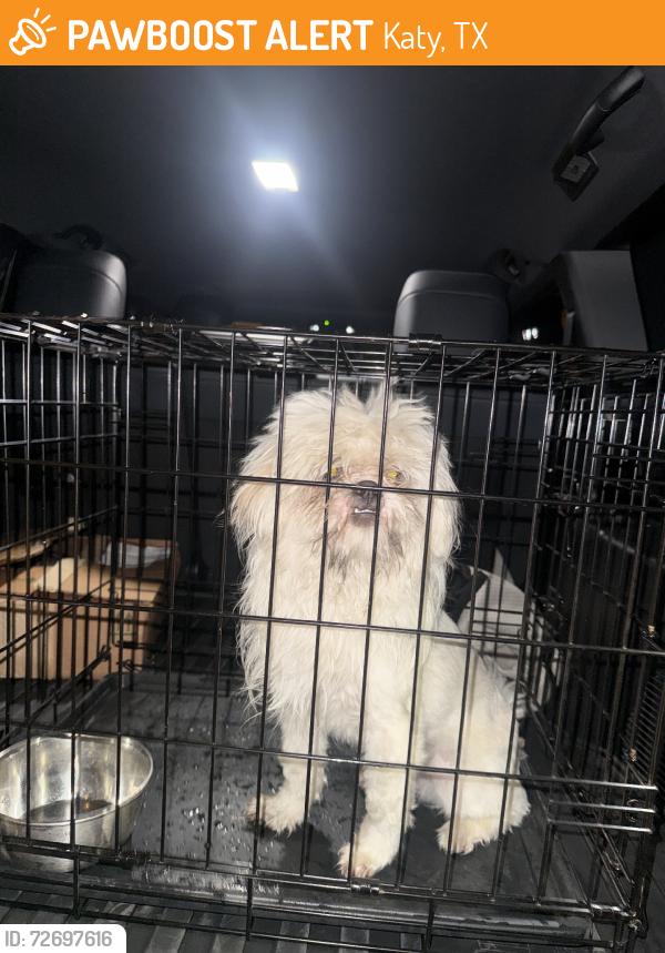 Found/Stray Male Dog last seen Mason rd, Katy, TX 77449