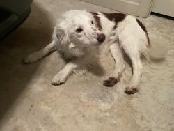 Found/Stray Male Dog last seen Woodlands Edge - Brodie Creek Trail, Little Rock, AR 72211