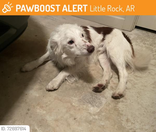Found/Stray Male Dog last seen Woodlands Edge - Brodie Creek Trail, Little Rock, AR 72211