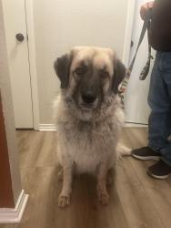 Found/Stray Female Dog last seen Red bluff road east/circle, San Angelo, TX 76904