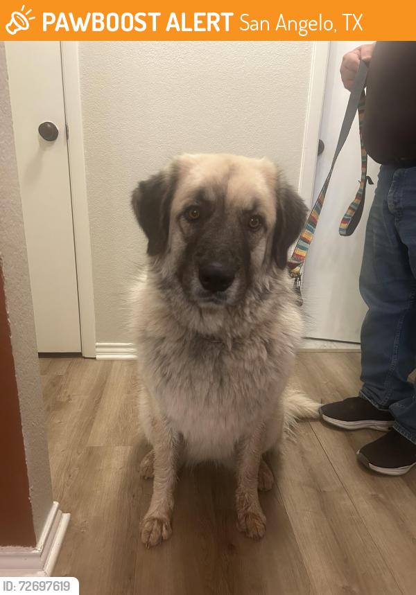 Found/Stray Female Dog last seen Red bluff road east/circle, San Angelo, TX 76904
