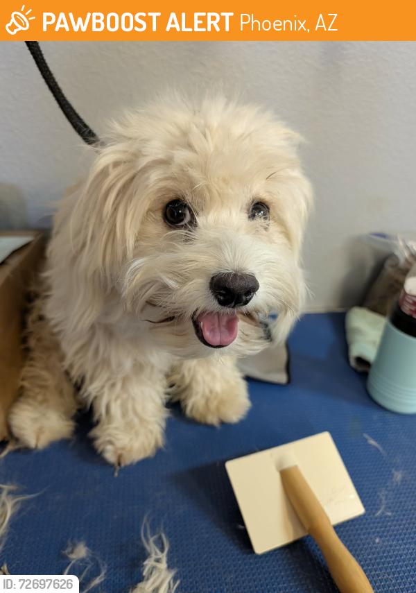 Found/Stray Unknown Dog last seen 63rd Ave and Broadway Rd, Phoenix, AZ 85043