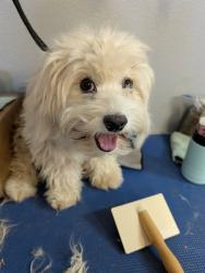 Found/Stray Unknown Dog last seen 63rd Ave and Broadway Rd, Phoenix, AZ 85043