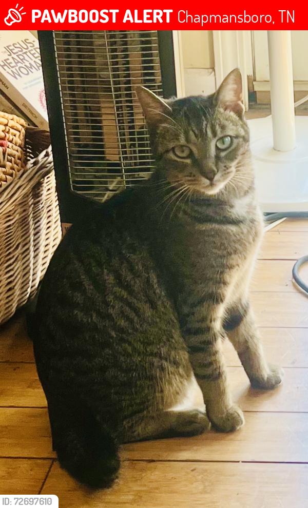 Lost Female Cat last seen Matlock Dr, Chapmansboro Rd, Sycamore recreation area , Chapmansboro, TN 37035