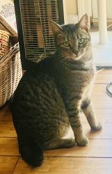 Lost Female Cat last seen Matlock Dr, Chapmansboro Rd, Sycamore recreation area , Chapmansboro, TN 37035