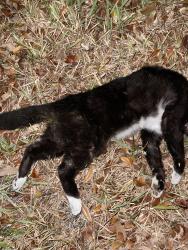 Found/Stray Unknown Cat last seen Costco on Wiles Rd rear entrance, Coral Springs, FL 33076