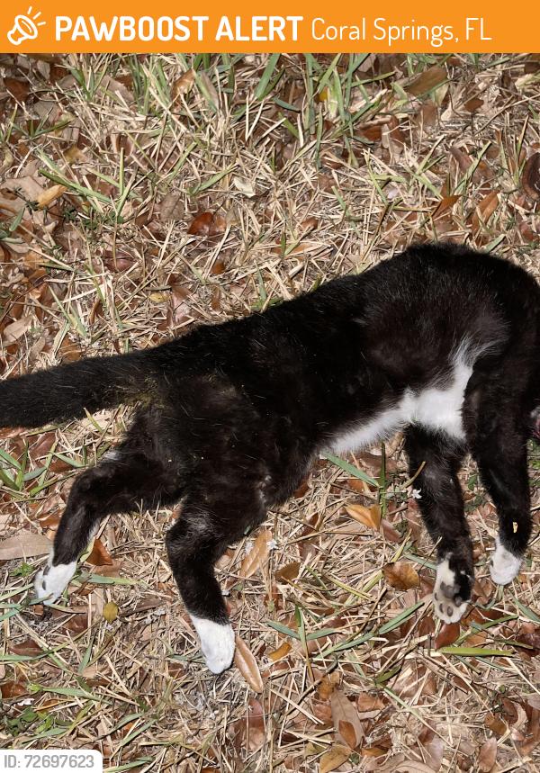 Found/Stray Unknown Cat last seen Costco on Wiles Rd rear entrance, Coral Springs, FL 33076