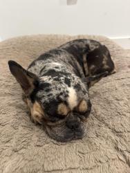 Found/Stray Female Dog last seen Young circle, Hollywood, FL 33020