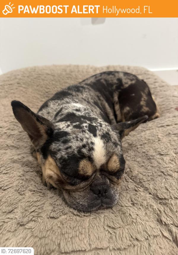 Found/Stray Female Dog last seen Young circle, Hollywood, FL 33020