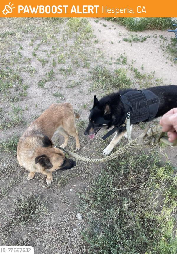 Found/Stray Male Dog last seen Mojave and Cottonwood, Hesperia, CA 92345