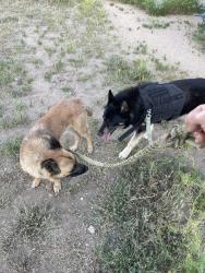 Found/Stray Male Dog last seen Mojave and Cottonwood, Hesperia, CA 92345